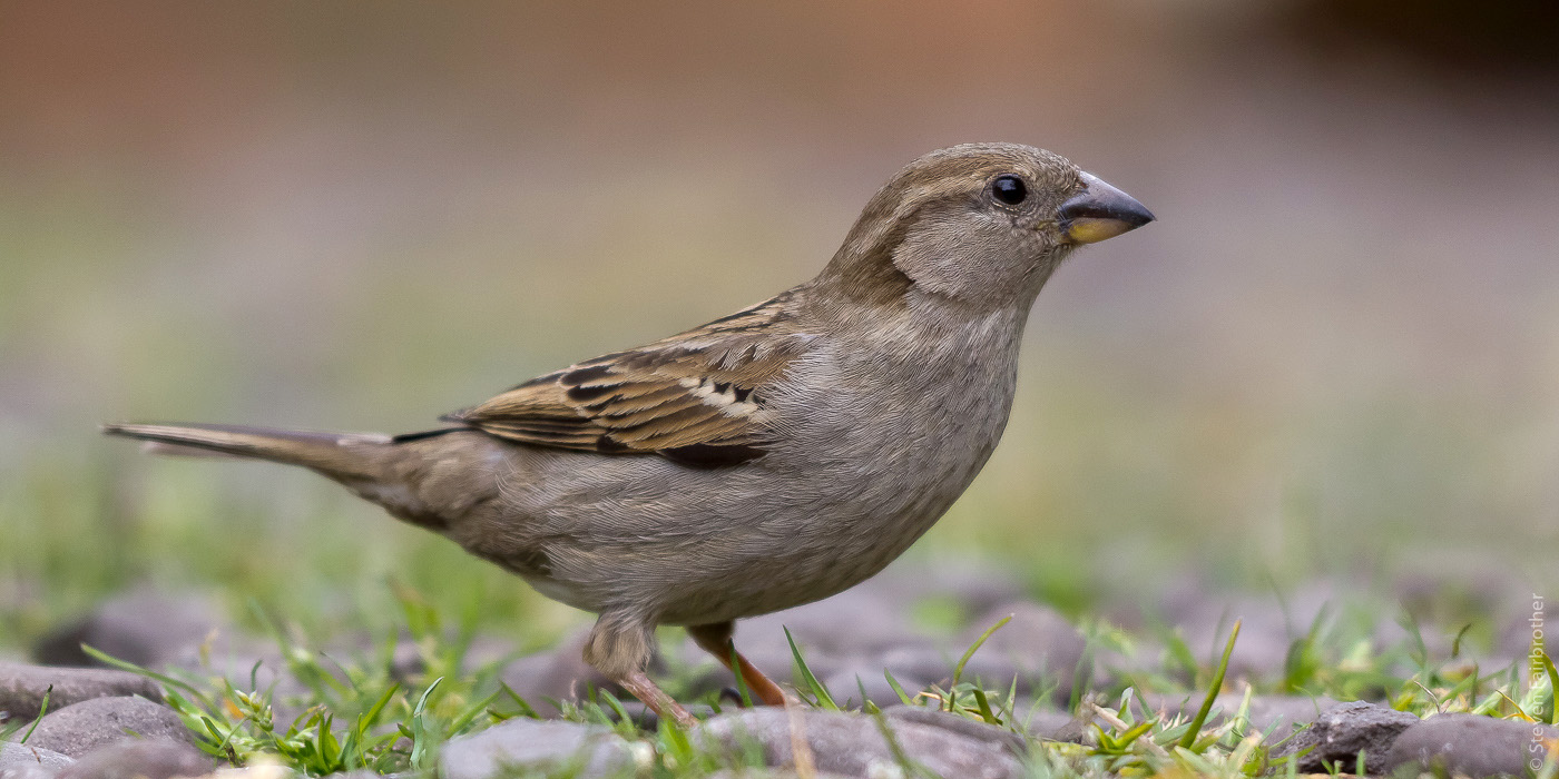 female-sparrow - Steven Fairbrother