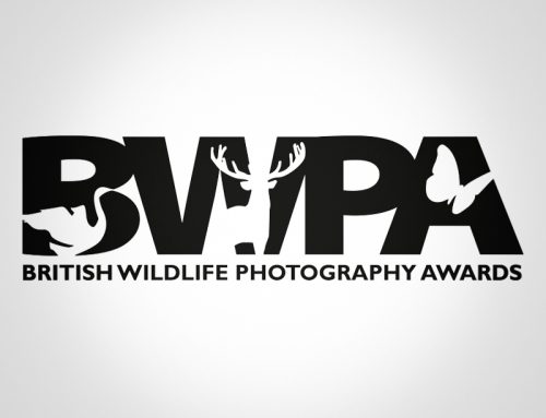 BWPA winning images for 2018